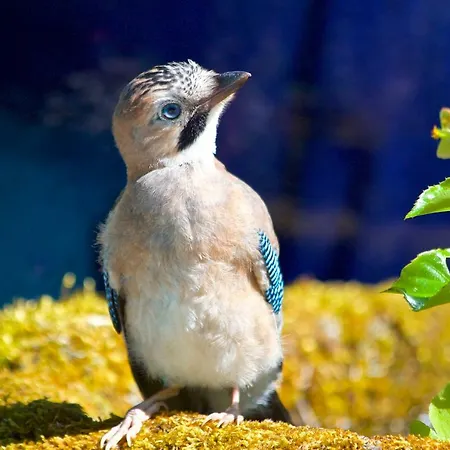 Quinta Santo Antonio Da Pedreira Séjour à la campagne