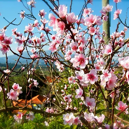 Quinta Santo Antonio Da Pedreira *