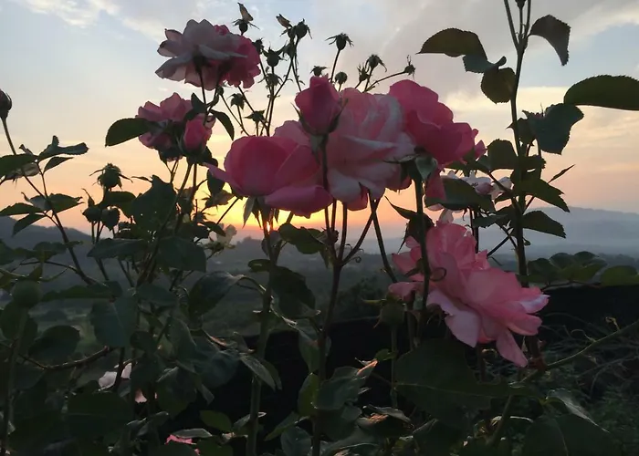 Quinta Santo Antonio Da Pedreira Gospodarstwo wiejskie Facha