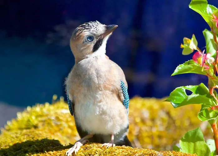 Quinta Santo Antonio Da Pedreira Gospodarstwo wiejskie