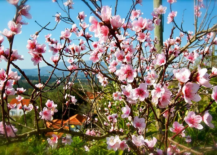 Quinta Santo Antonio Da Pedreira *