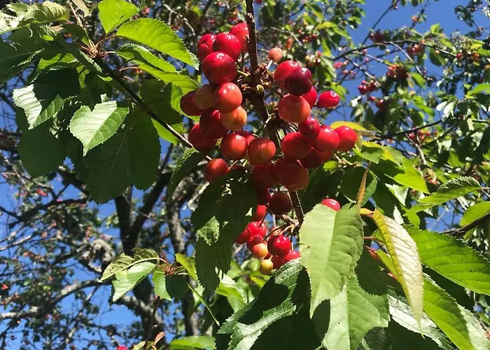 Quinta Santo Antonio Da Pedreira Facha